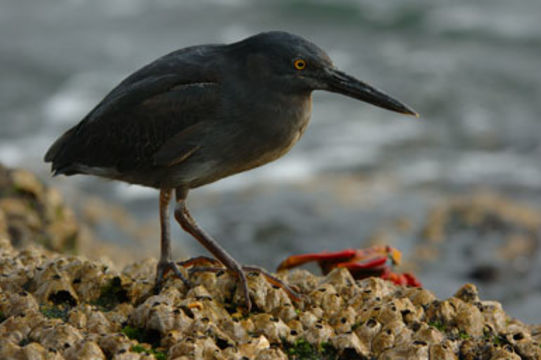 Image de Héron des Galapagos