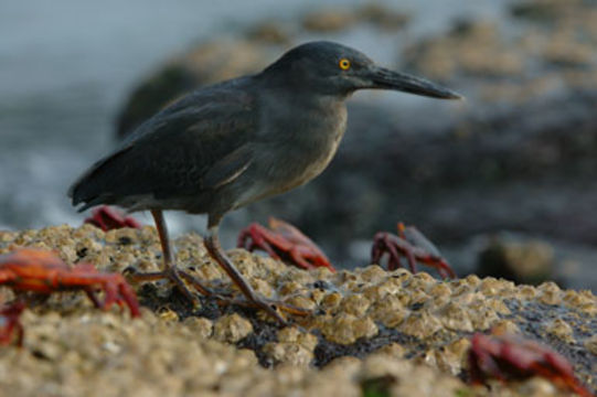 Image de Héron des Galapagos