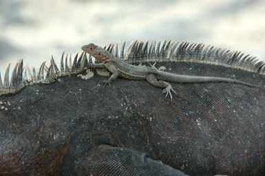 Plancia ëd Microlophus albemarlensis (Baur 1890)