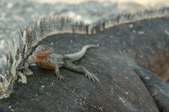 Image of Galapagos Lava Lizard