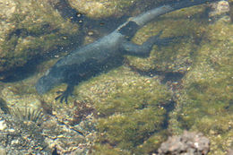 Image of Amblyrhynchus cristatus nanus Garman 1892