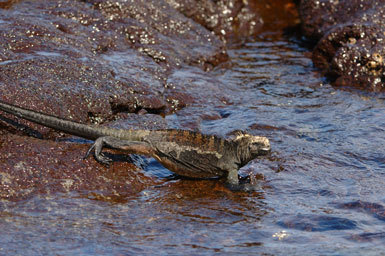 Image of Amblyrhynchus cristatus mertensi Eibl-eibesfeldt 1962