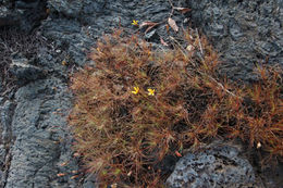 Image of Pectis tenuifolia (DC.) Sch. Bip.