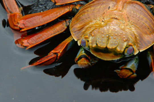 Image of Sally lightfoot crab