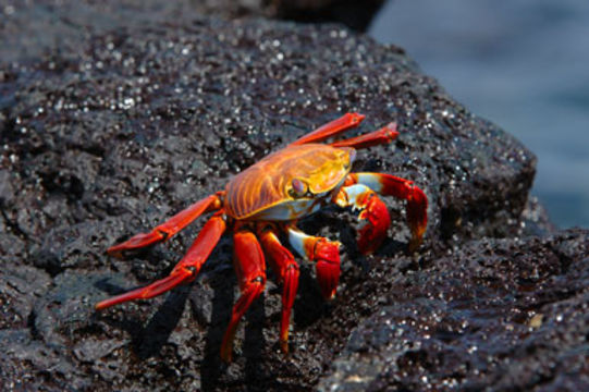 Image of Sally lightfoot crab