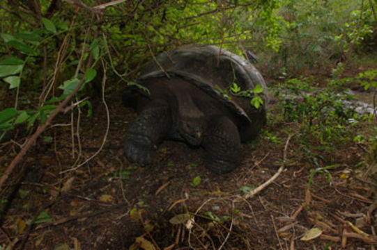 Image of Galapagos giant tortoise