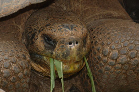 Image of Galapagos giant tortoise