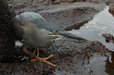 Image of Green-backed Heron