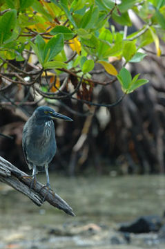 Image of Green-backed Heron