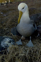 Image of Waved Albatross