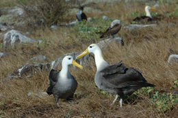 Image of Waved Albatross