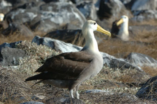 Image of Waved Albatross