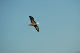 Image of Waved Albatross