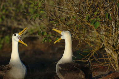 Image of Waved Albatross