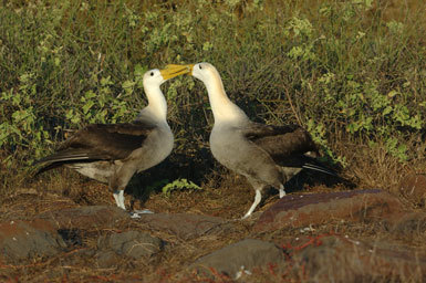 Image of Waved Albatross