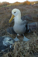 Image of Waved Albatross