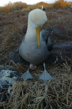 Image of Waved Albatross