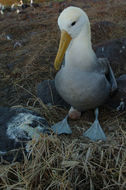 Image of Waved Albatross