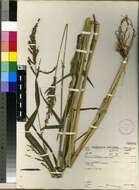 Image of cockspur grass