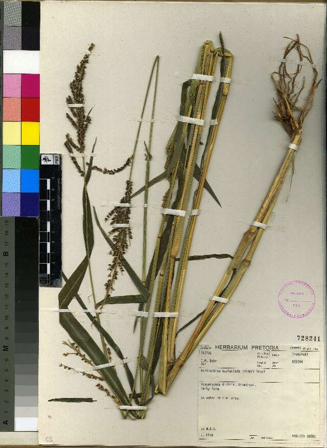 Image of cockspur grass