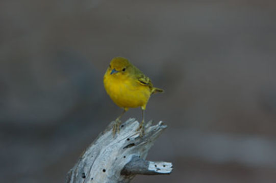 Setophaga petechia aureola (Gould 1839) resmi