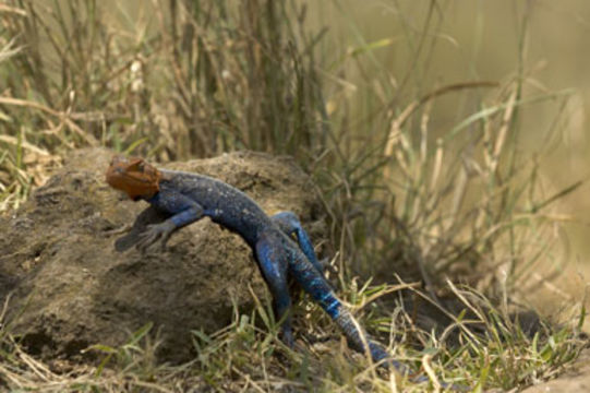 Слика од Agama lionotus elgonis Lönnberg 1922