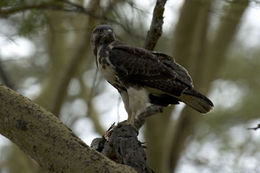 Image of Augur Buzzard