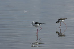 Image of Black-winged Stilt