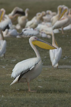 Image of Great White Pelican