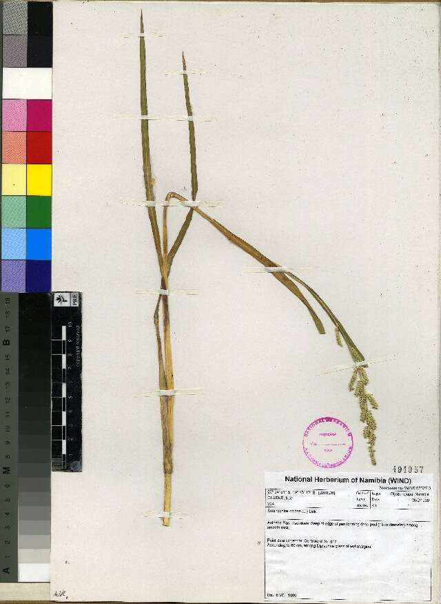 Image of cockspur grass