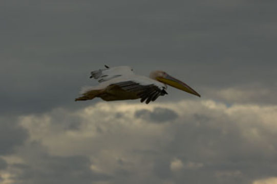 Image of Great White Pelican