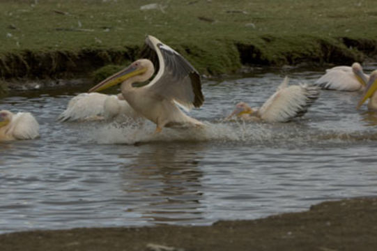 Image of Great White Pelican