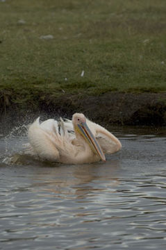 Image of Great White Pelican