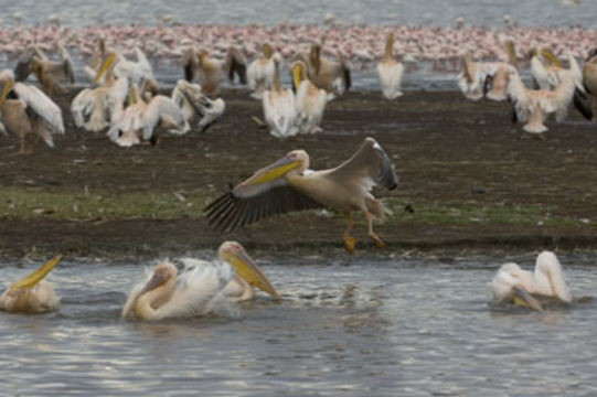 Image of Great White Pelican