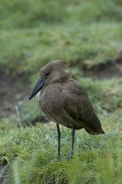 Image of Hamerkop