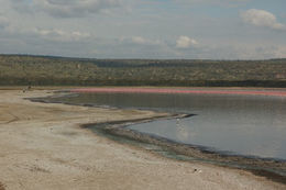 Image of Lesser Flamingo