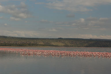 Image of Lesser Flamingo