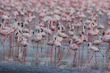 Image of Lesser Flamingo