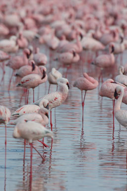 Image of Lesser Flamingo