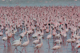 Image of Lesser Flamingo