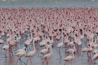 Image of Lesser Flamingo