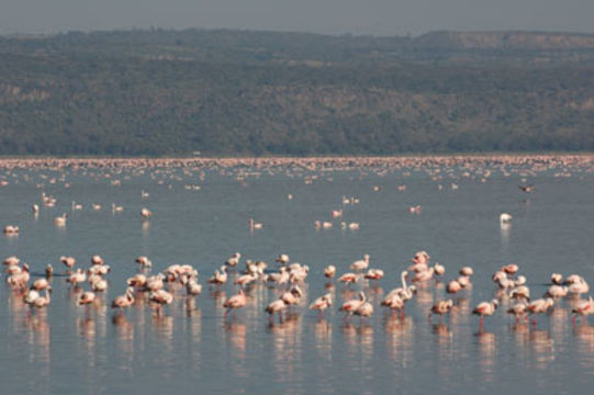 Image of Lesser Flamingo