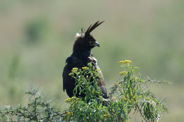 Image of Long-crested Eagle