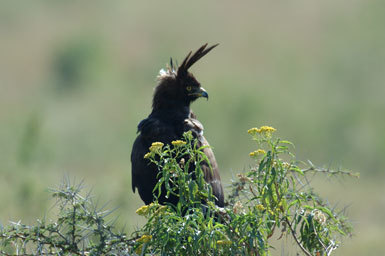 Imagem de Lophaetus occipitalis (Daudin 1800)