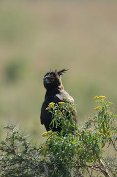 Image of Long-crested Eagle
