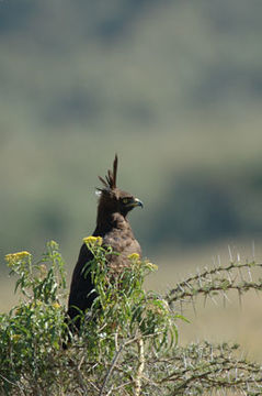 Imagem de Lophaetus occipitalis (Daudin 1800)