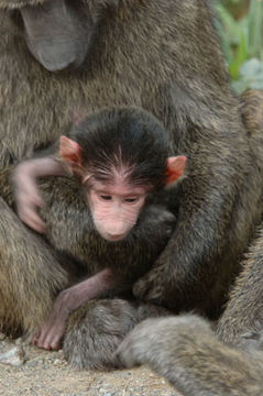 Image of Anubis Baboon