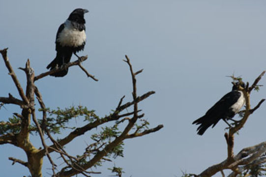 Image of Pied Crow