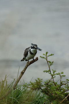 Image de Martin-pêcheur pie