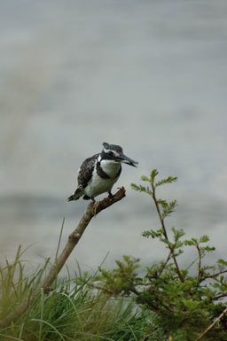 Image of Pied Kingfisher